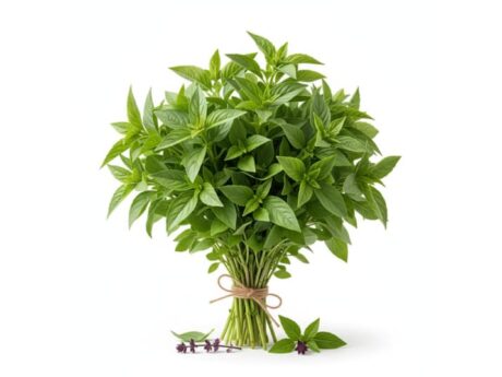 Albahaca Marroquí Fresca