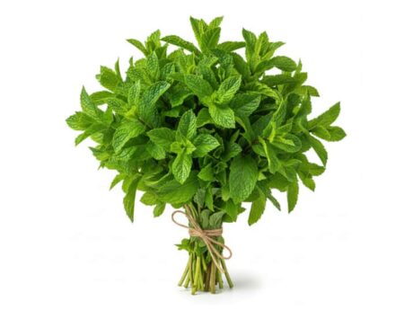 Menta Fresca de Marruecos